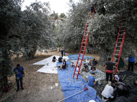 Palestinians, helped by volunteers, harvest their olives in the Silwan neighborhood of East Jerusalem, on October 18, 2024. (