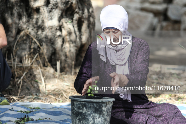 Palestinians, helped by volunteers, harvest their olives in the Silwan neighborhood of East Jerusalem, on October 18, 2024. 