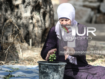 Palestinians, helped by volunteers, harvest their olives in the Silwan neighborhood of East Jerusalem, on October 18, 2024. (