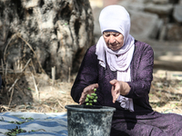 Palestinians, helped by volunteers, harvest their olives in the Silwan neighborhood of East Jerusalem, on October 18, 2024. (