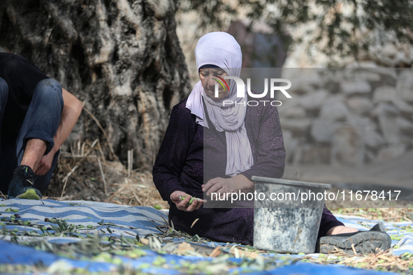 Palestinians, helped by volunteers, harvest their olives in the Silwan neighborhood of East Jerusalem, on October 18, 2024. 