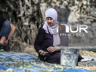 Palestinians, helped by volunteers, harvest their olives in the Silwan neighborhood of East Jerusalem, on October 18, 2024. (