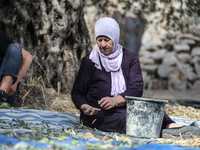 Palestinians, helped by volunteers, harvest their olives in the Silwan neighborhood of East Jerusalem, on October 18, 2024. (