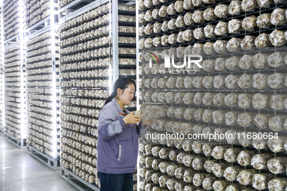 Staff members check the growth status of bacteria sticks in Laixi, China, on October 17, 2024. 