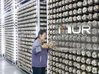 Staff members check the growth status of bacteria sticks in Laixi, China, on October 17, 2024. (