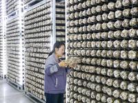 Staff members check the growth status of bacteria sticks in Laixi, China, on October 17, 2024. (