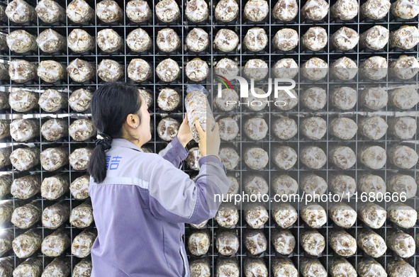 Staff members check the growth status of bacteria sticks in Laixi, China, on October 17, 2024. 