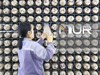 Staff members check the growth status of bacteria sticks in Laixi, China, on October 17, 2024. (