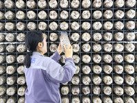 Staff members check the growth status of bacteria sticks in Laixi, China, on October 17, 2024. (