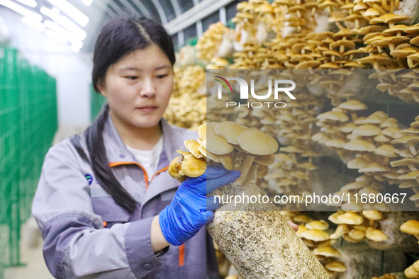 A worker picks at Shandong Azefogi Biotechnology Co LTD in Laixi, China, on October 17, 2024. 