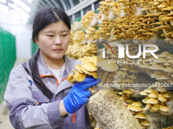 A worker picks at Shandong Azefogi Biotechnology Co LTD in Laixi, China, on October 17, 2024. (