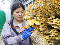 A worker picks at Shandong Azefogi Biotechnology Co LTD in Laixi, China, on October 17, 2024. (