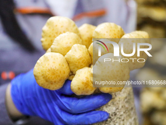 A worker picks at Shandong Azefogi Biotechnology Co LTD in Laixi, China, on October 17, 2024. (