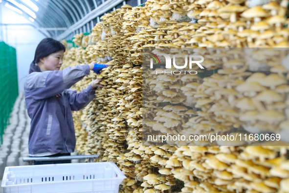 A worker picks at Shandong Azefogi Biotechnology Co LTD in Laixi, China, on October 17, 2024. 