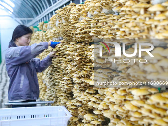 A worker picks at Shandong Azefogi Biotechnology Co LTD in Laixi, China, on October 17, 2024. (