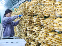 A worker picks at Shandong Azefogi Biotechnology Co LTD in Laixi, China, on October 17, 2024. (