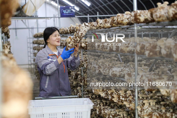 A worker picks shiitake mushrooms at Shandong Azefogi Biotechnology Co LTD in Laixi, China, on October 17, 2024. 