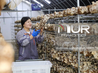 A worker picks shiitake mushrooms at Shandong Azefogi Biotechnology Co LTD in Laixi, China, on October 17, 2024. (