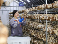 A worker picks shiitake mushrooms at Shandong Azefogi Biotechnology Co LTD in Laixi, China, on October 17, 2024. (