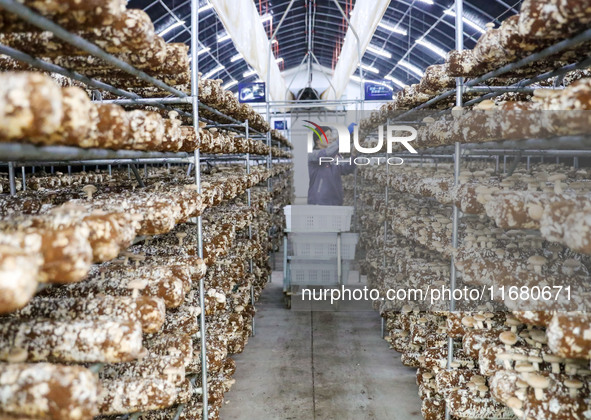 A worker picks shiitake mushrooms at Shandong Azefogi Biotechnology Co LTD in Laixi, China, on October 17, 2024. 