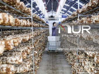 A worker picks shiitake mushrooms at Shandong Azefogi Biotechnology Co LTD in Laixi, China, on October 17, 2024. (