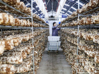 A worker picks shiitake mushrooms at Shandong Azefogi Biotechnology Co LTD in Laixi, China, on October 17, 2024. (