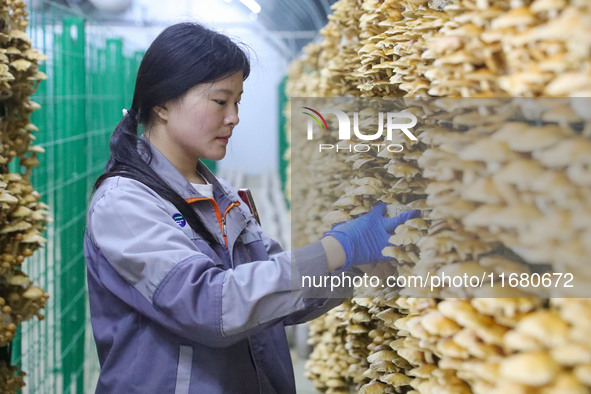 A worker picks at Shandong Azefogi Biotechnology Co LTD in Laixi, China, on October 17, 2024. 