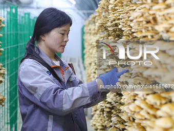 A worker picks at Shandong Azefogi Biotechnology Co LTD in Laixi, China, on October 17, 2024. (