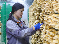 A worker picks at Shandong Azefogi Biotechnology Co LTD in Laixi, China, on October 17, 2024. (