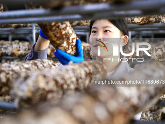 A worker picks shiitake mushrooms at Shandong Azefogi Biotechnology Co LTD in Laixi, China, on October 17, 2024. (