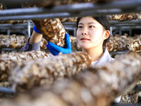 A worker picks shiitake mushrooms at Shandong Azefogi Biotechnology Co LTD in Laixi, China, on October 17, 2024. (