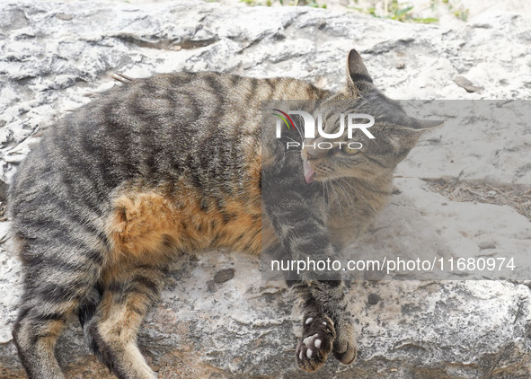 A cat is seen in Athens, Greece, on October 19, 2024. 