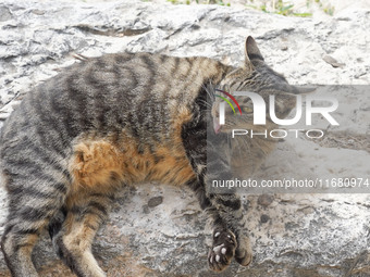 A cat is seen in Athens, Greece, on October 19, 2024. (