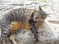 A cat is seen in Athens, Greece, on October 19, 2024. (