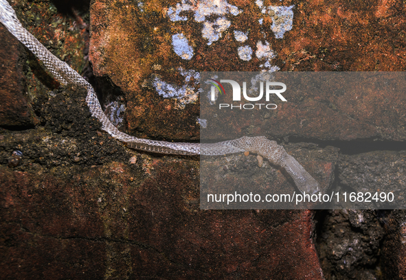 A Colubridae family snake undergoes ecdysis, the process of shedding its skin, on the wall of an abandoned house in Tehatta, West Bengal, In...