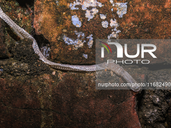 A Colubridae family snake undergoes ecdysis, the process of shedding its skin, on the wall of an abandoned house in Tehatta, West Bengal, In...