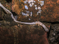 A Colubridae family snake undergoes ecdysis, the process of shedding its skin, on the wall of an abandoned house in Tehatta, West Bengal, In...