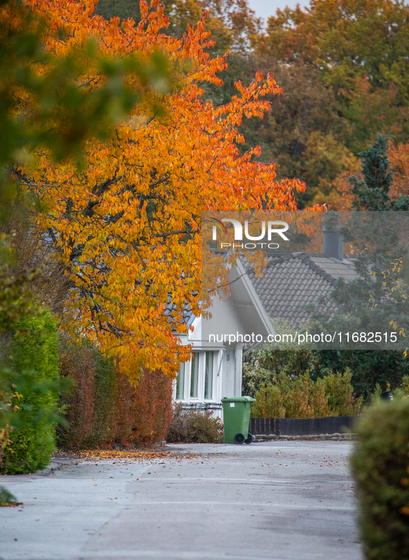 The picture shows trees changing color and preparing for winter in Slaka, Linkoping, Sweden, on October 18, 2024. 