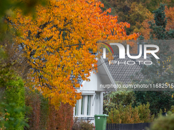 The picture shows trees changing color and preparing for winter in Slaka, Linkoping, Sweden, on October 18, 2024. (