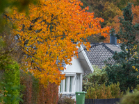 The picture shows trees changing color and preparing for winter in Slaka, Linkoping, Sweden, on October 18, 2024. (