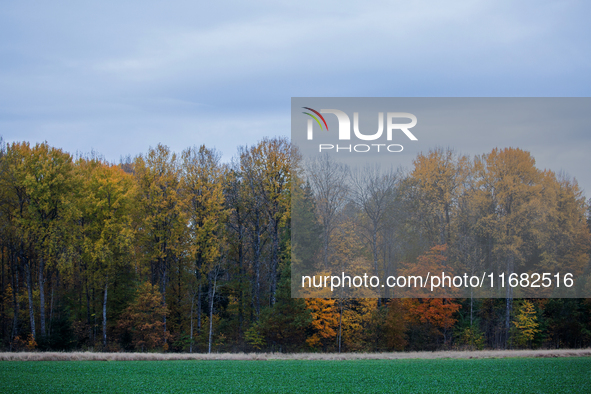 The picture shows trees changing color and preparing for winter in Slaka, Linkoping, Sweden, on October 18, 2024. 