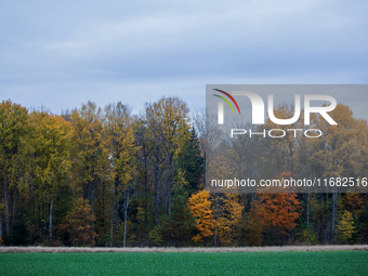 The picture shows trees changing color and preparing for winter in Slaka, Linkoping, Sweden, on October 18, 2024. (