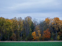 The picture shows trees changing color and preparing for winter in Slaka, Linkoping, Sweden, on October 18, 2024. (