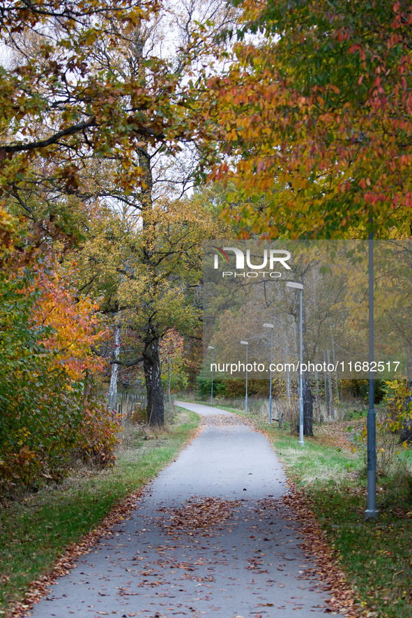 The picture shows trees changing color and preparing for winter in Slaka, Linkoping, Sweden, on October 18, 2024. 