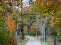 The picture shows trees changing color and preparing for winter in Slaka, Linkoping, Sweden, on October 18, 2024. (