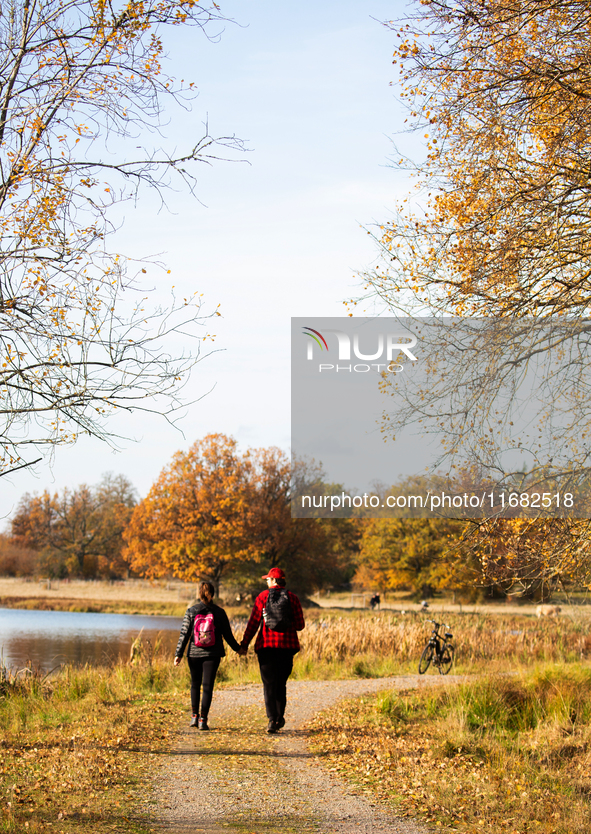 The picture shows trees changing color and preparing for winter in the Tinnero oak landscape in Linkoping, Sweden, on October 19, 2024. 