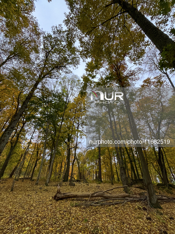 The picture shows trees changing color and preparing for winter in Slaka, Linkoping, Sweden, on October 18, 2024. 