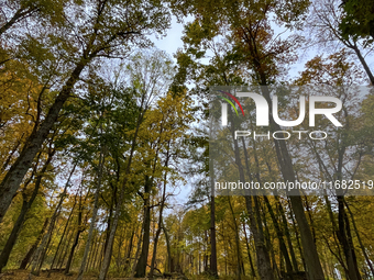 The picture shows trees changing color and preparing for winter in Slaka, Linkoping, Sweden, on October 18, 2024. (