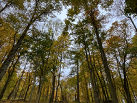 The picture shows trees changing color and preparing for winter in Slaka, Linkoping, Sweden, on October 18, 2024. (