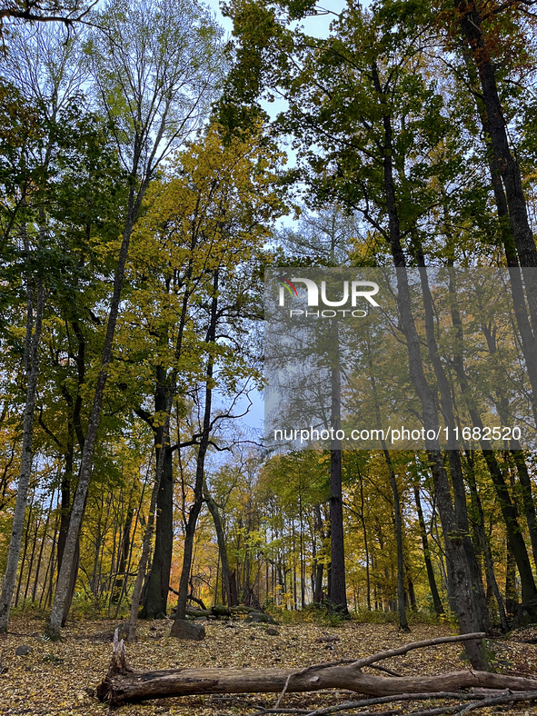 The picture shows trees changing color and preparing for winter in Slaka, Linkoping, Sweden, on October 18, 2024. 